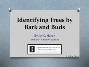 Identifying Trees by Bark and Buds - Iowa State University Extension
