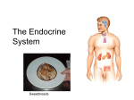 Lecture 25 - The Endocrine System