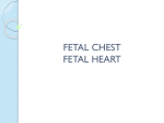 Fetal Chest and Heart