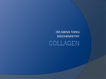 collagen - MBBS Students Club