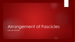 Arrangement of Fascicles - Mater Academy Charter Middle/ High