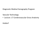 vascular-technology-lecture-17-cerebrovascular-gross