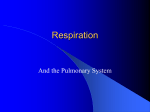 Respiratory System