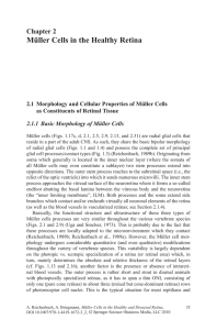 Müller Cells in the Healthy Retina