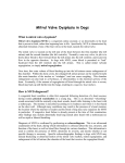 Mitral Valve Dysplasia in Dogs - Veterinary Specialty Services