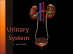 Urinary System - Uplift Pinnacle Prep