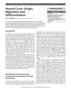 Neural Crest_Origin, Migration and Differentiation