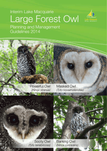 Large Forest Owl - Lake Macquarie City Council