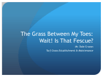 The Grass Between My Toes: Wait! Is That Fescue?