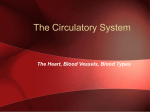 Humans have a closed circulatory system, typical