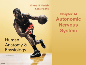 3 Lec 5 Autonomic Nervous System V10
