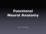 Functional Neural Anatomy