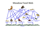 Meadow Food Web, Ecology pp
