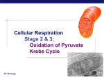 04 Cellular Respiration Oxidation of Pyruvate Krebs Cycle