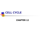 cell cycle