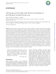 Cell Lineage and Fate Map of the Primary Somatoblast of the