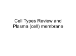 Cell Types Review and Plasma (cell) membrane