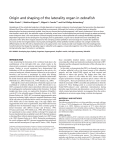 Origin and shaping of the laterality organ in zebrafish