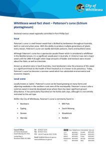 Whittlesea weed fact sheet * Pattersons curse