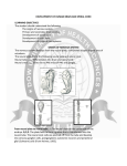 DEVELOPMENT OF HUMAN BRAIN AND SPINAL CORD