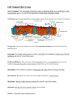 Cell Transport Key Terms - Final