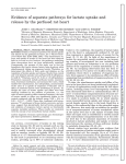 Evidence of separate pathways for lactate uptake and release by the