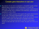 Complex gene interactions in coat color
