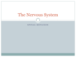 Peripheral Nervous System Part Two