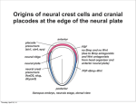 Origins of neural crest cells and cranial placodes at the edge of the