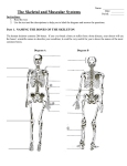 bone/muscle worksheet