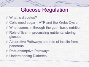 Glucose Regulation, Liver and Pancreas