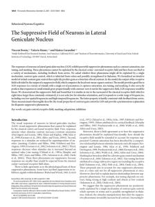 The Suppressive Field of Neurons in Lateral Geniculate Nucleus