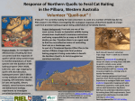 Response of Northern Quolls to Feral Cat Baiting in the Pilbara