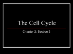 The Cell Cycle - Cope Middle School