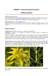 NOBANIS – Invasive Alien Species Fact Sheet Solidago canadensis