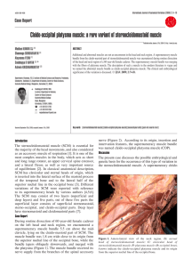 Cleido-occipital platysma muscle: a rare variant of