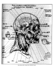 Marvellous points outside the meridians (head)