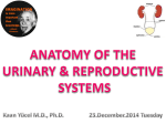 urinary bladder - yeditepe anatomy fhs 121