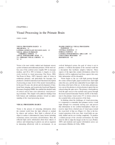 Visual Processing in the Primate Brain