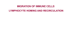 lymph node - immunology.unideb.hu