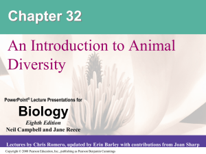 Chapter 32(Introduction to Animal Diversity)