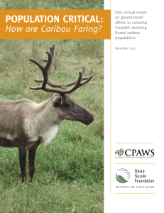 POPULATION CRITICAL: How are Caribou Faring?