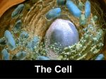 The cells and organelles - erc