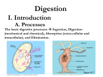 Digestion in Animals