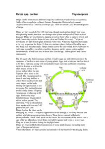 Thrips spp