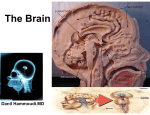 brain anatomy - Sinoe Medical Association