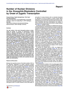 Report Number of Nuclear Divisions in the Drosophila Blastoderm