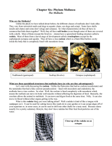 Chapter Six: Phylum Mollusca