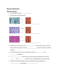 Muscles Worksheet Muscle Tissues