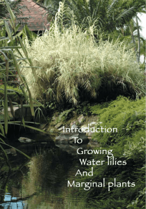 Introduction To Growing Water lilies And Marginal plants